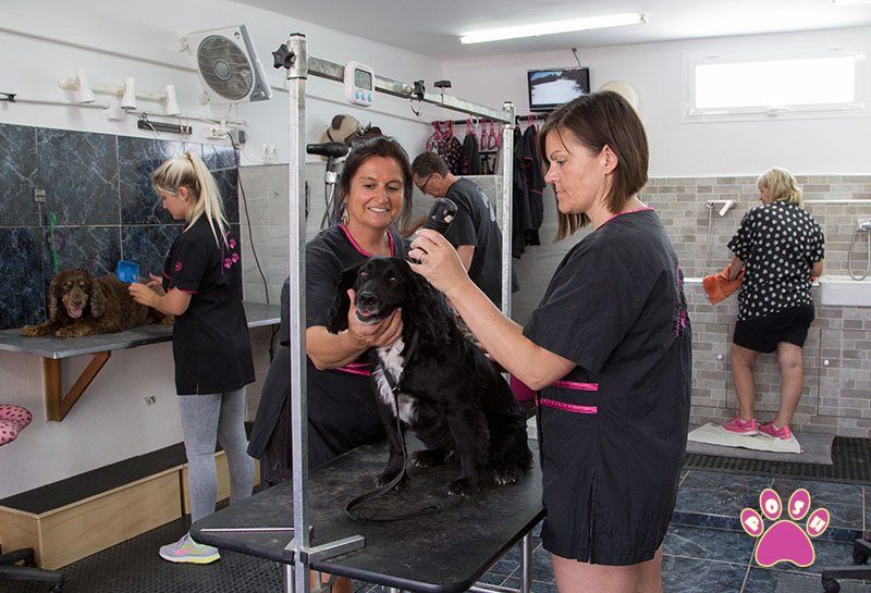 Posh Pets Grooming Academy Pet Grooming Dog Training